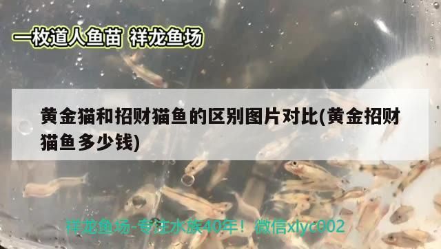 黃金貓和招財貓魚的區(qū)別圖片對比(黃金招財貓魚多少錢)