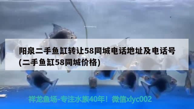 陽泉二手魚缸轉讓58同城電話地址及電話號(二手魚缸58同城價格)