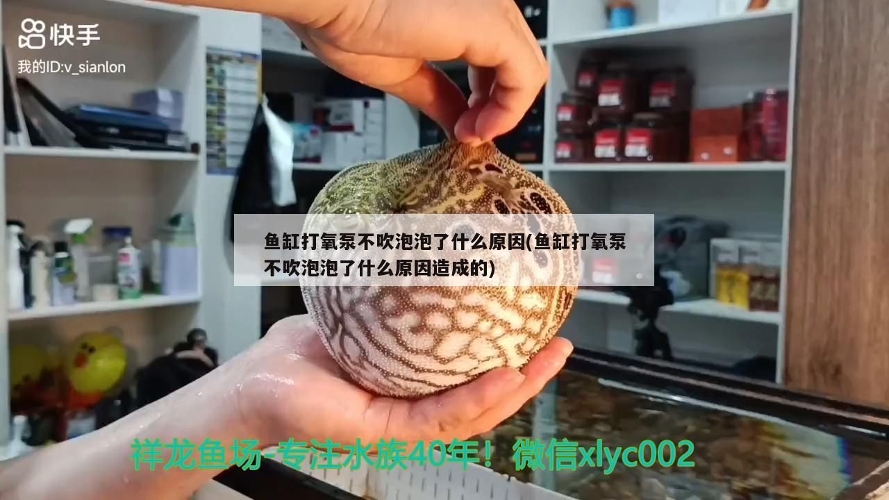 魚缸打氧泵不吹泡泡了什么原因(魚缸打氧泵不吹泡泡了什么原因造成的)