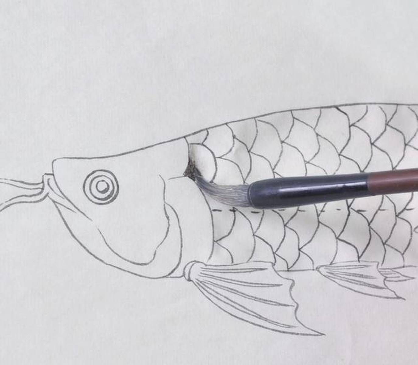 魟魚下崽后多久可以撈出來:魟魚下崽后多久撈出來 魟魚百科 第4張 魟魚下崽后多久可以撈出來:魟魚下崽后多久撈出來 魟魚下崽后多久可以撈出來:魟魚下崽后多久撈出來 魟魚百科 第4張
