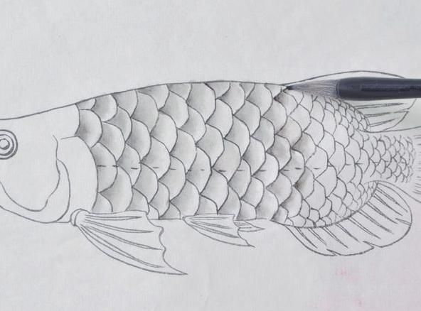 魟魚下崽后多久可以撈出來:魟魚下崽后多久撈出來 魟魚百科 第5張 魟魚下崽后多久可以撈出來:魟魚下崽后多久撈出來 魟魚下崽后多久可以撈出來:魟魚下崽后多久撈出來 魟魚百科 第5張