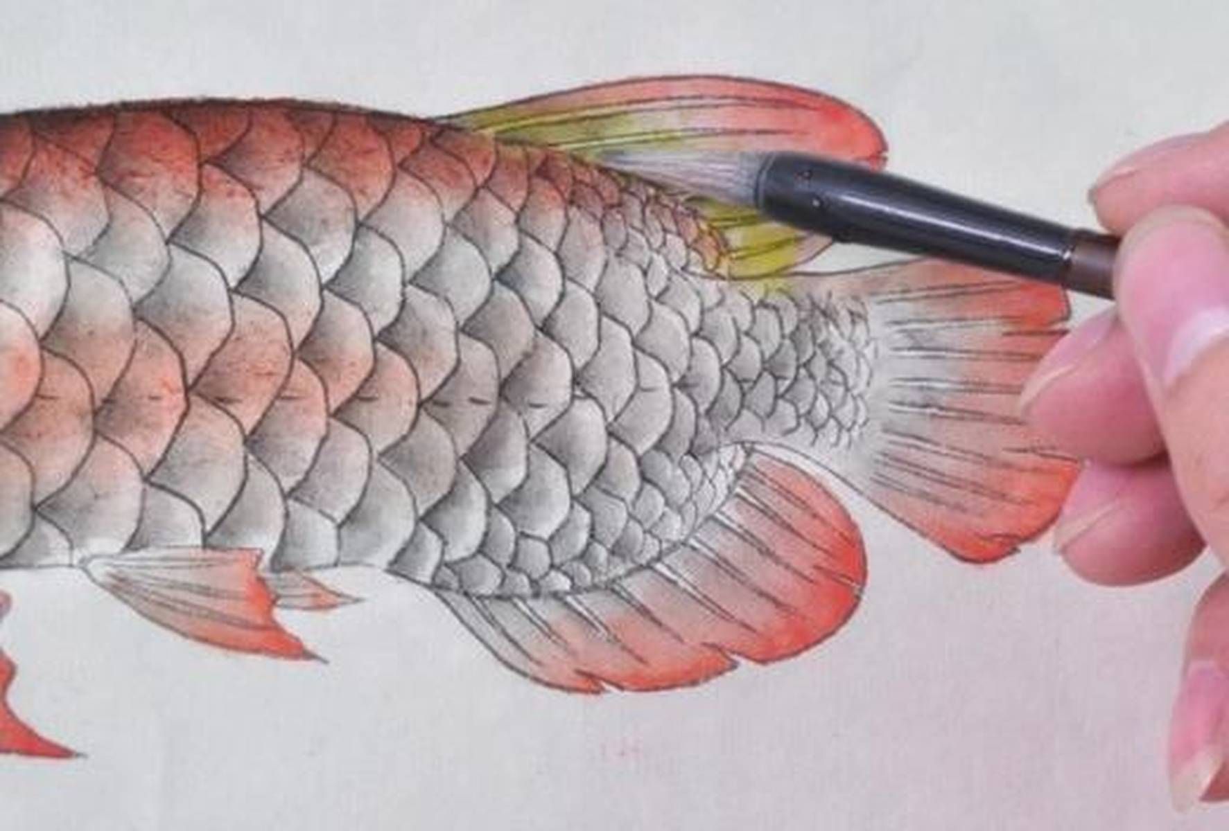 魟魚下崽后多久可以撈出來:魟魚下崽后多久撈出來 魟魚百科 第6張 魟魚下崽后多久可以撈出來:魟魚下崽后多久撈出來 魟魚下崽后多久可以撈出來:魟魚下崽后多久撈出來 魟魚百科 第6張