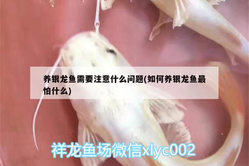 養銀龍魚需要注意什么問題(如何養銀龍魚最怕什么)