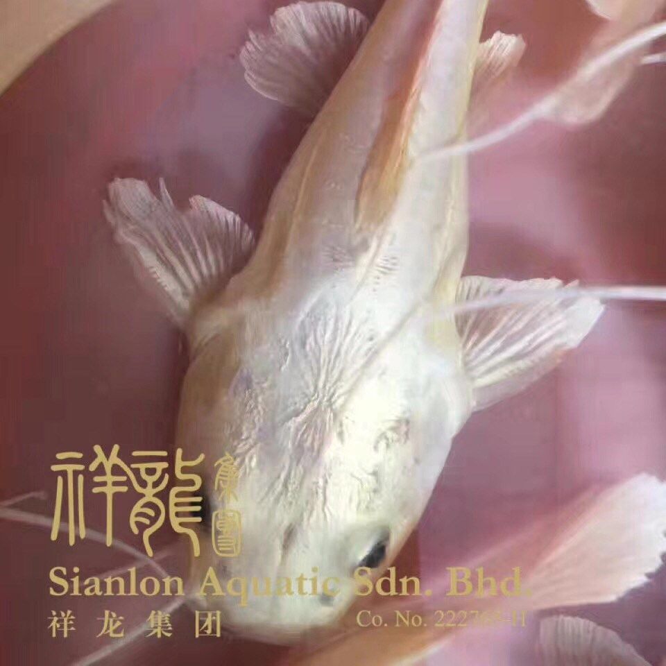 黃金貓魚_黃金貓_混養魚類_混養魚