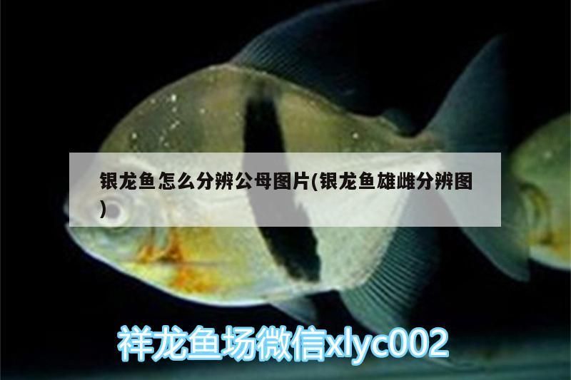 銀龍魚怎么分辨公母圖片(銀龍魚雄雌分辨圖)