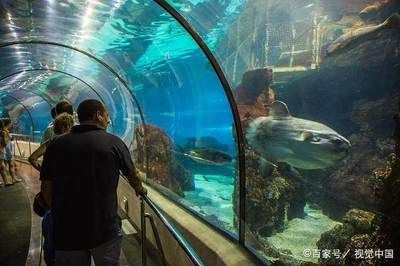 最好的水族館在哪里（世界上最好的水族館）