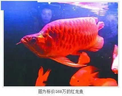 紅龍大湖魚圖片欣賞高清：紅龍大湖魚的高清圖片欣賞 紅龍大湖魚圖片欣賞高清：紅龍大湖魚的高清圖片欣賞 大湖紅龍魚百科 第4張
