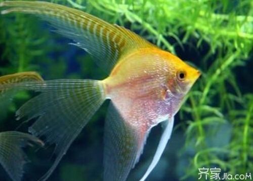 紅龍大湖魚圖片欣賞高清：紅龍大湖魚的高清圖片欣賞 紅龍大湖魚圖片欣賞高清：紅龍大湖魚的高清圖片欣賞 大湖紅龍魚百科 第5張