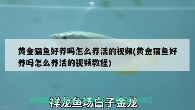 黃金貓魚好養嗎怎么養活的視頻(黃金貓魚好養嗎怎么養活的視頻教程) 黃金貓魚好養嗎怎么養活的視頻(黃金貓魚好養嗎怎么養活的視頻教程) 黃金貓魚百科 第3張