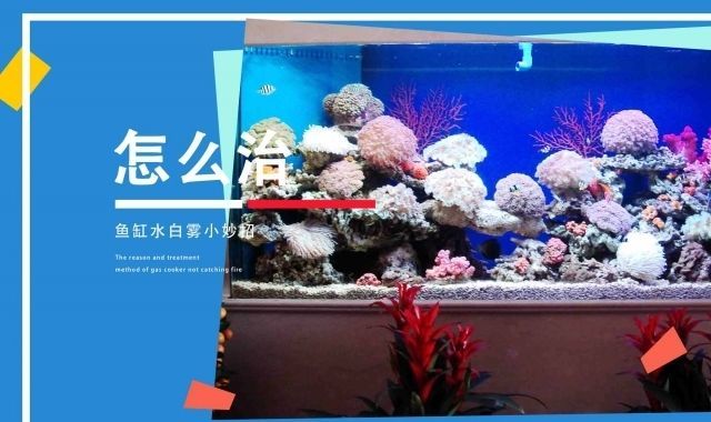 魚缸水白霧狀最佳解決方案，如何快速建立魚缸硝化系統(tǒng)？蛋白蟲對魚缸水質(zhì)影響及防治方法