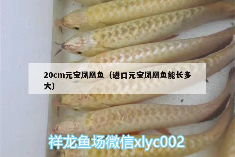 20cm元寶鳳凰魚（進(jìn)口元寶鳳凰魚能長(zhǎng)多大） 20cm元寶鳳凰魚（進(jìn)口元寶鳳凰魚能長(zhǎng)多大） 元寶鳳凰魚百科 第3張