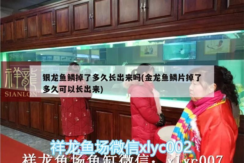 銀龍魚鱗掉了多久長出來嗎(金龍魚鱗片掉了多久可以長出來) 銀龍魚百科 第3張 銀龍魚鱗掉了多久長出來嗎(金龍魚鱗片掉了多久可以長出來) 銀龍魚鱗掉了多久長出來嗎(金龍魚鱗片掉了多久可以長出來) 銀龍魚百科 第3張