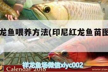 印尼紅龍魚(yú)喂養(yǎng)方法(印尼紅龍魚(yú)苗圖片大全)