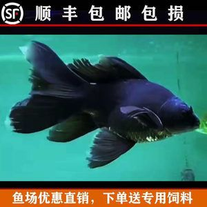 蝴蝶鯉魚苗飼料品牌推薦，水族飼料品牌蝴蝶鯉飼料品牌：蝴蝶鯉專用飼料品牌