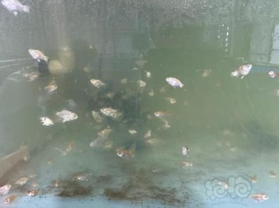 蝴蝶鯉魚苗飼料品牌推薦，水族飼料品牌蝴蝶鯉飼料品牌：蝴蝶鯉專用飼料品牌 蝴蝶鯉魚苗飼料品牌推薦，水族飼料品牌蝴蝶鯉飼料品牌：蝴蝶鯉專用飼料品牌 虎魚百科 第6張