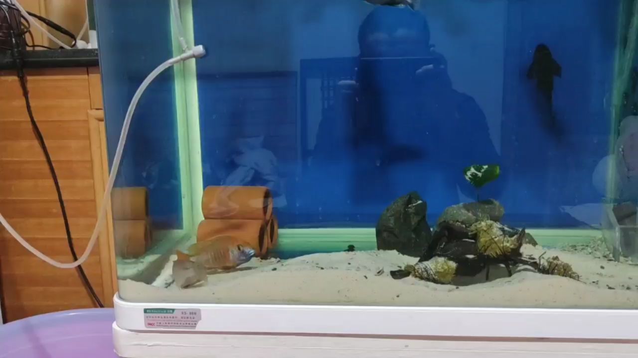 三條母魚同時含 三條母魚同時含 紅龍魚百科 第1張