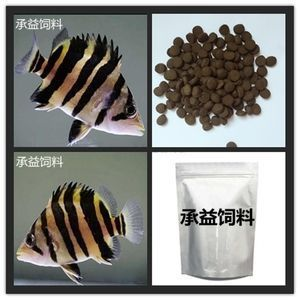 泰國虎魚飼料選擇指南，泰國虎魚幼魚飼料選擇指南