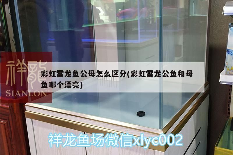 彩虹雷龍魚公母怎么區(qū)分(彩虹雷龍公魚和母魚哪個(gè)漂亮)
