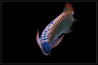 破損的魚缸怎么利用(破了的魚缸是否要丟掉) 豬鼻龜百科 第2張 破損的魚缸怎么利用(破了的魚缸是否要丟掉) 破損的魚缸怎么利用(破了的魚缸是否要丟掉) 豬鼻龜百科 第2張