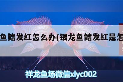 銀龍魚鰭發(fā)紅怎么辦(銀龍魚鰭發(fā)紅是怎么回事)