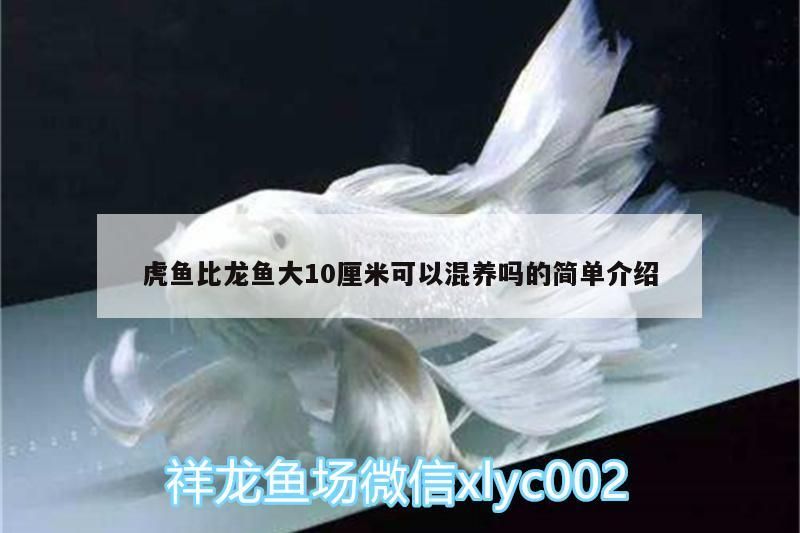 虎魚比龍魚大10厘米可以混養嗎的簡單介紹