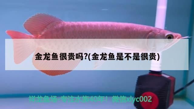 如何鑒別大湖紅龍魚品質（-如何鑒別大湖紅龍魚的健康狀況）