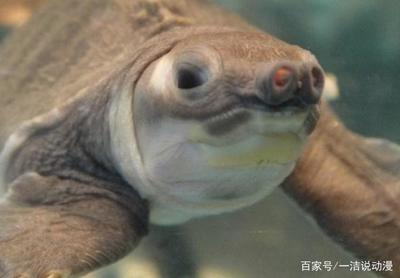 豬鼻龜26度的水溫會(huì)得病嗎？：豬鼻龜水溫多少度最好，豬鼻龜水溫多少合適，