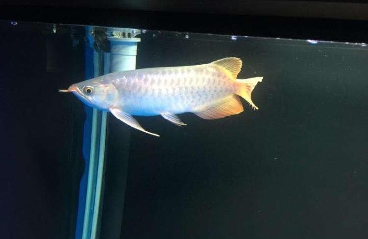 大湖紅龍魚圖片:長長的紅龍是什么魚 大湖紅龍魚圖片:長長的紅龍是什么魚 大湖紅龍魚百科 第2張