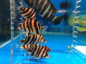 印尼虎魚黑條紋變淡：印尼虎魚的黑條紋變淡可能是由于多種因素引起的