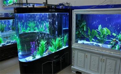 龍魚一般可以頂多久不吃東西？全面解析龍魚的耐餓能力與健康管理，龍魚耐餓極限解析，多久不吃東西？健康管理全指南
