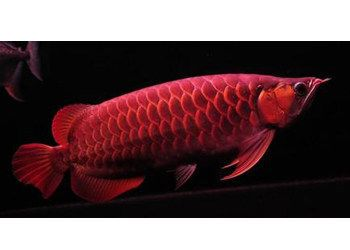 赤血紅龍魚好還是辣椒紅龍好養活：赤血紅龍魚與辣椒紅龍的區別