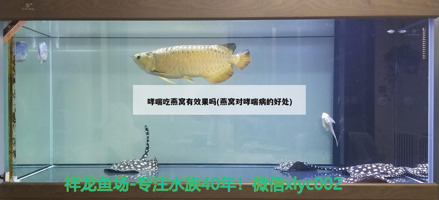 大湖紅龍魚的特點描述作文三年級上冊，三年級上冊大湖紅龍魚身體特點魚鱗特點行為特點