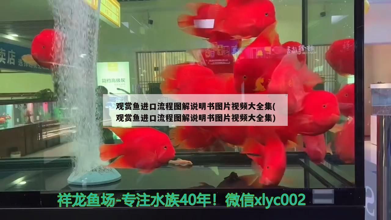 大湖紅龍魚的特點描述作文三年級上冊，三年級上冊大湖紅龍魚身體特點魚鱗特點行為特點 大湖紅龍魚的特點描述作文三年級上冊，三年級上冊大湖紅龍魚身體特點魚鱗特點行為特點 大湖紅龍魚百科 第4張