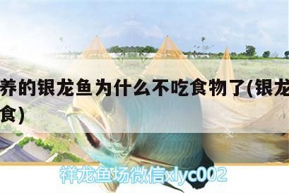 樂東龍魚需要多大的魚缸，樂東龍魚的價格是多少？