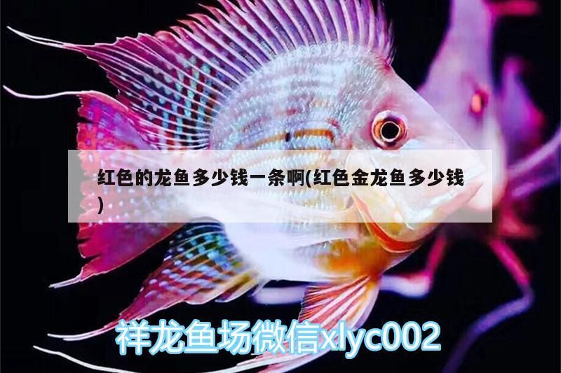 紅色的龍魚多少錢一條啊(紅色金龍魚多少錢)