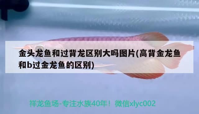小金頭過背金龍魚識別：如何挑選優質小金頭過背金龍魚