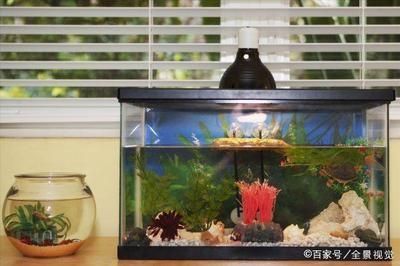 農村家里放魚缸好嗎，農村風水魚缸養護技巧有哪些農村魚缸風水禁忌解析 農村家里放魚缸好嗎，農村風水魚缸養護技巧有哪些農村魚缸風水禁忌解析 魚缸百科 第1張