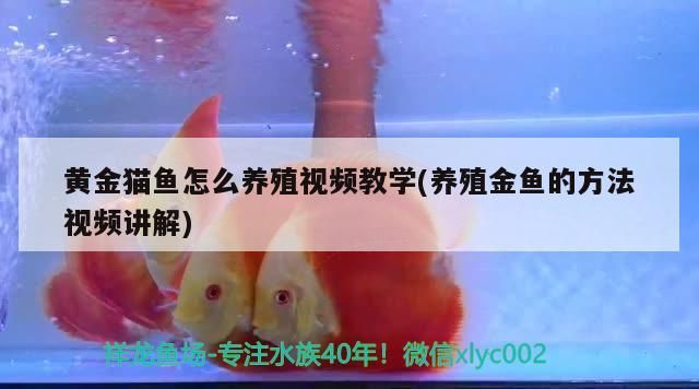 黃金貓魚怎么養殖視頻教學(養殖金魚的方法視頻講解) 黃金貓魚怎么養殖視頻教學(養殖金魚的方法視頻講解) 黃金貓魚百科 第2張