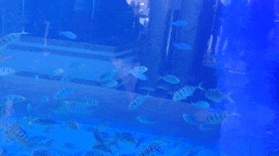 3d水族館動態(tài)壁紙官網(wǎng)（3d水族館動態(tài)壁紙兼容性查詢：3d水族館動態(tài)壁紙兼容性查詢）