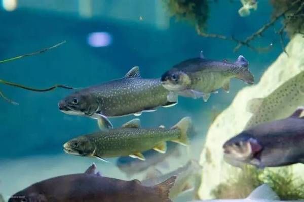 水族館是干什么的（喬治亞水族館的教育活動有哪些形式喬治亞水族館的特色展覽介紹） 水族館是干什么的（喬治亞水族館的教育活動有哪些形式喬治亞水族館的特色展覽介紹） 水族館百科（水族館加盟） 第6張