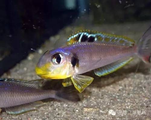 坦湖魚類生態位的具體作用，坦湖底棲魚類在生態系統中的具體作用