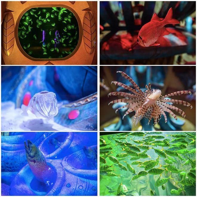 水族館里100種動物名稱和特點（水族館的動物名稱及其特點）