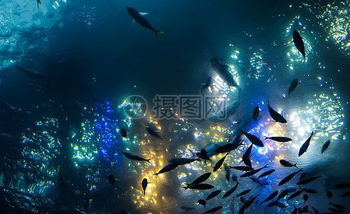 水族館背景配圖（水族館背景配圖的設計原則）