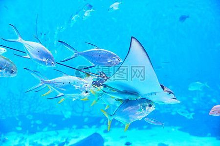 水族館背景配圖（水族館背景配圖的設計原則）