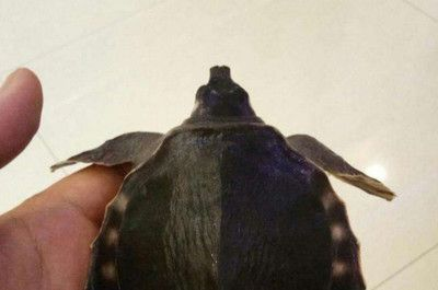 豬鼻龜蒙眼怎么治：豬鼻龜蒙眼怎么辦
