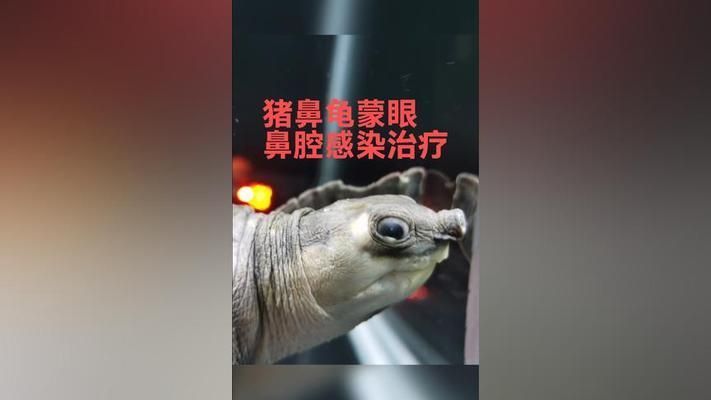 豬鼻龜蒙眼怎么治：豬鼻龜蒙眼怎么辦