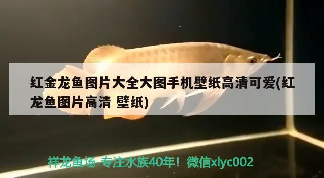 紅金龍魚圖片大全大圖手機壁紙高清可愛(紅龍魚圖片高清壁紙) 紅金龍魚圖片大全大圖手機壁紙高清可愛(紅龍魚圖片高清壁紙) 元寶鳳凰魚百科 第3張