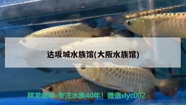 達坂城水族館(大阪水族館) 黃金貓魚百科 第2張 達坂城水族館(大阪水族館) 達坂城水族館(大阪水族館) 黃金貓魚百科 第2張