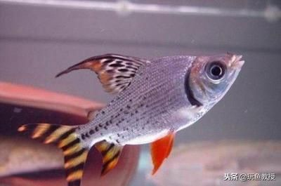 給龍魚清理魚缸的魚，龍魚清理魚缸的關鍵步驟和注意事項和注意事項