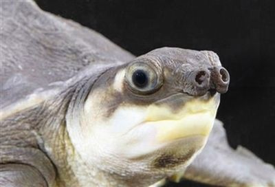 豬鼻龜有什么特點圖片：如何辨別豬鼻龜的健康狀況，豬鼻龜豬鼻龜的外觀特征